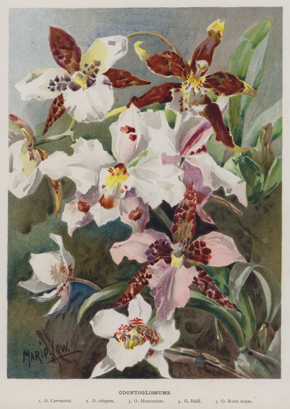 Odontoglossums द्वारा मेरी लो