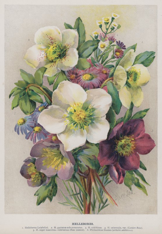 Hellebores द्वारा मेरी लो