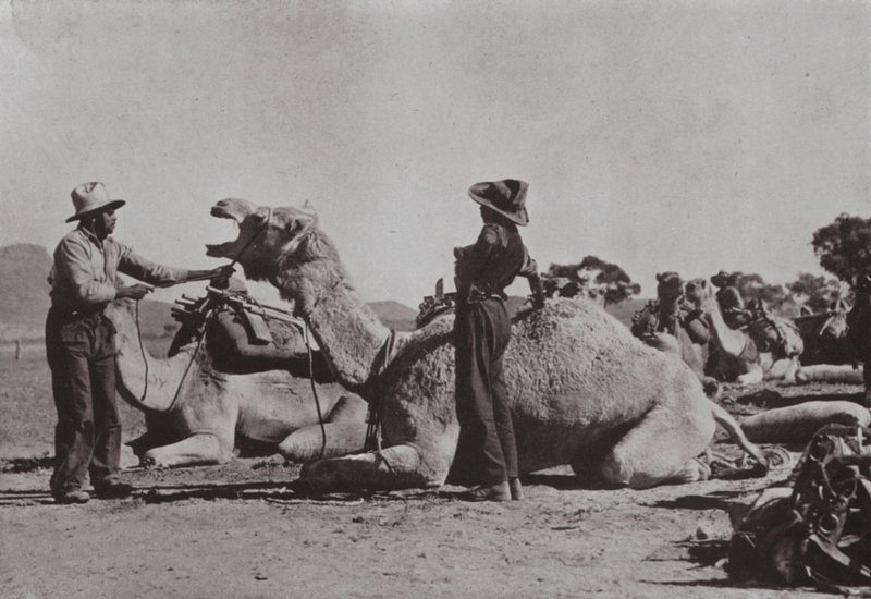 आदिवासियों के साथ ऊंट दल मध्य ऑस्ट्रेलिया में बाहरी पदों की आपूर्ति करते हैं (b/w photo) द्वारा फोटोग्राफर ऑस्ट्रेलियाई
