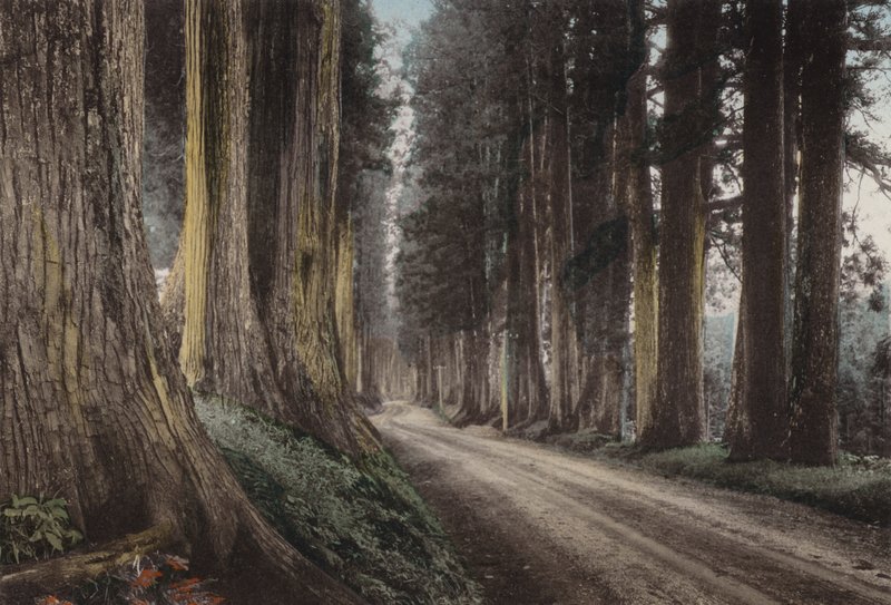 जापान, c.1912: क्रिप्टोमेरिया रोड, निक्को (फोटो) द्वारा फोटोग्राफर जापानी