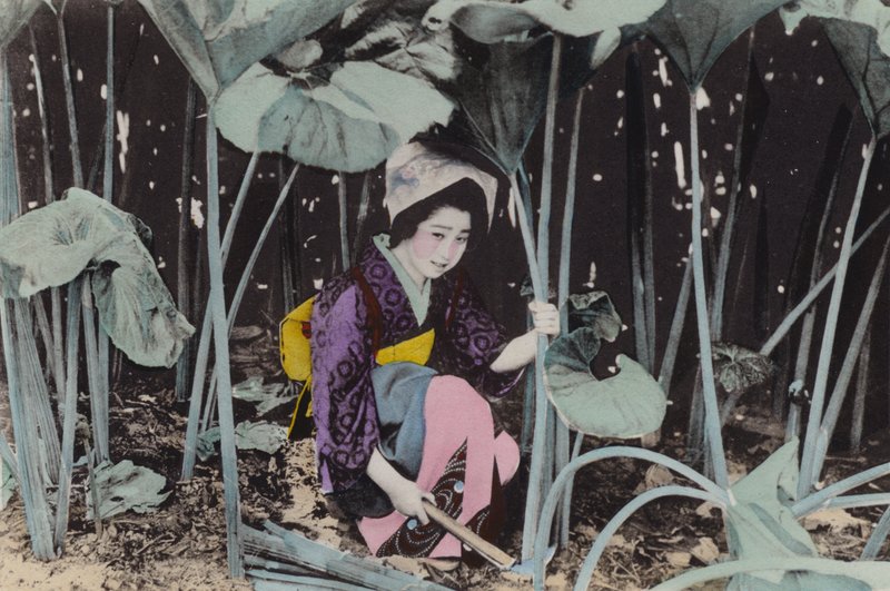 जापान, c.1912: विशाल बोग-रूबर्ब, जंगली पौधा, अकिता (फोटो) द्वारा फोटोग्राफर जापानी