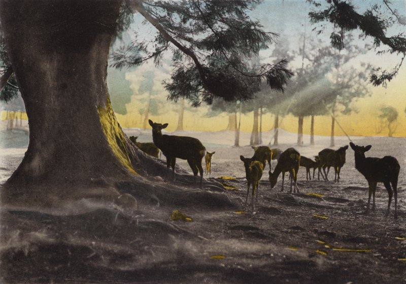 जापान, c.1912: कसुगा मंदिर का मैदान जिसमें तम हिरण घूम रहे हैं, नारा (फोटो) द्वारा फोटोग्राफर जापानी