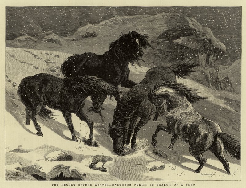 हाल ही में गंभीर शीतकालीन, एक फ़ीड की तलाश में डार्टमोर पॉनीज़ द्वारा सैमुअल एडमंड वालर