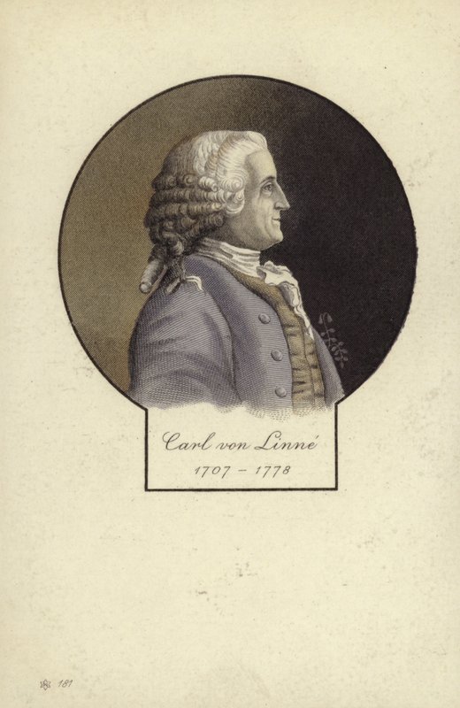 कार्ल लिनिअस (1707-1778), स्वीडिश वनस्पतिशास्त्री और प्राणीशास्त्री द्वारा स्वीडिश स्कूल