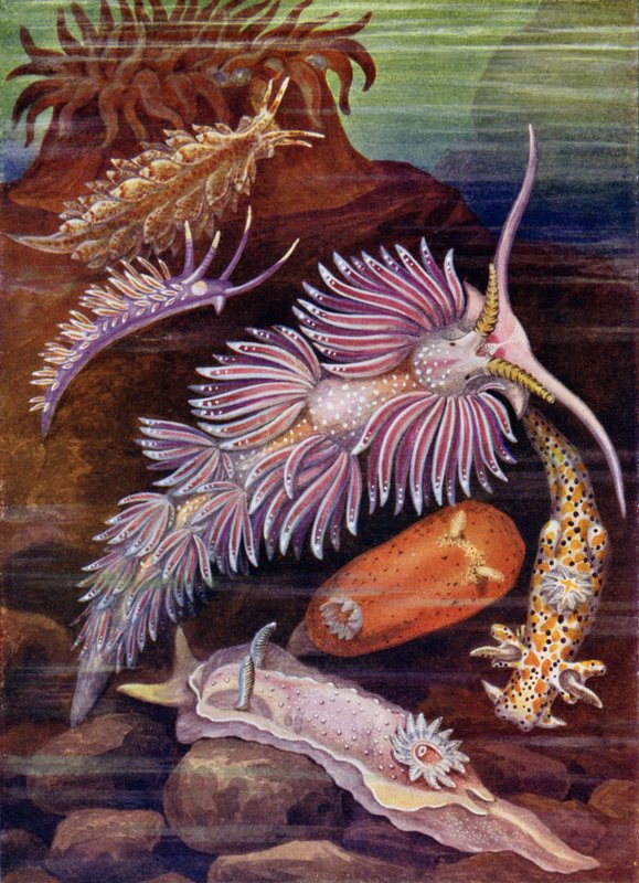 समुद्री स्लग द्वारा Theobald Carreras