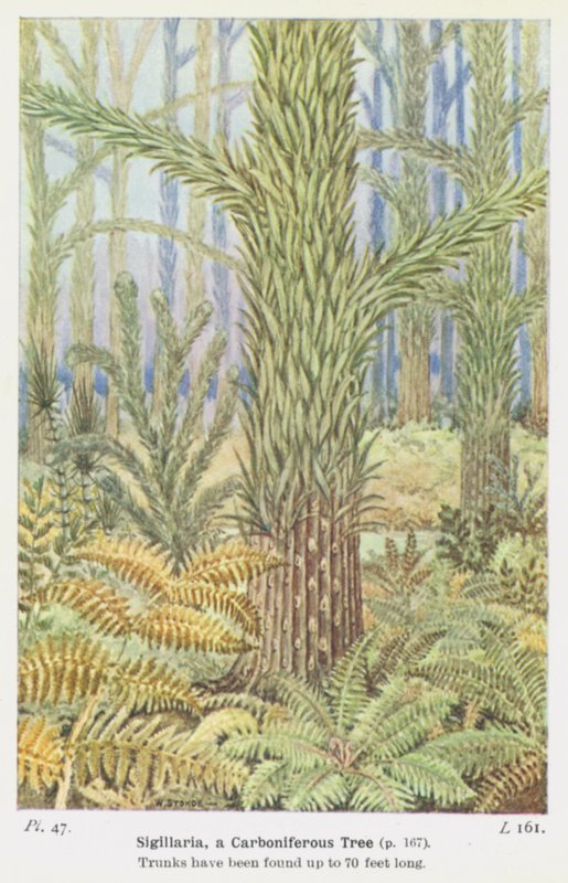  द्वारा WJ Stokoe