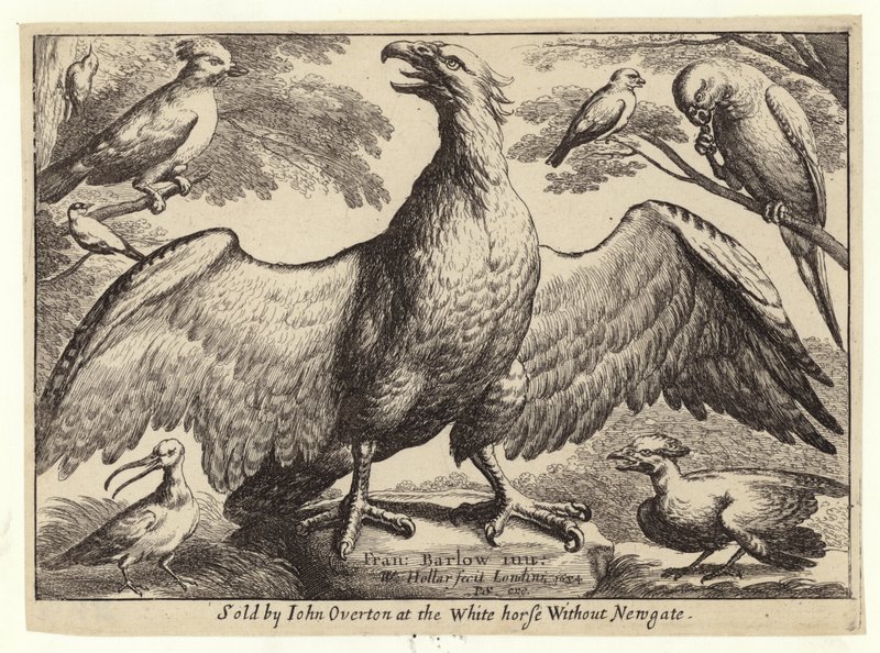 ईगल और अन्य पक्षी द्वारा Wenceslaus Hollar