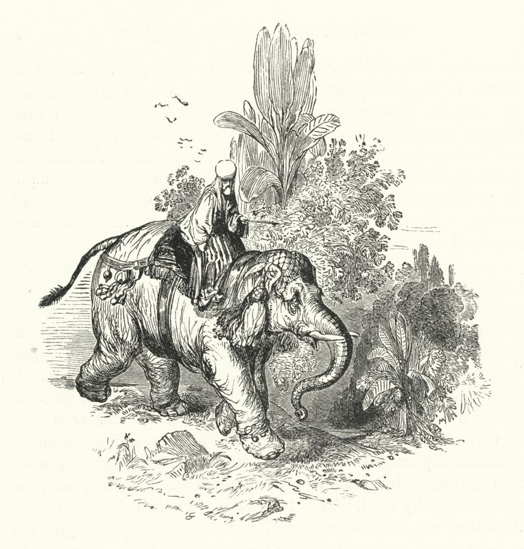 हाथी पर अब्द-अल-कुद्दूस (उत्कीर्णन) द्वारा विलियम (बाद) हार्वे