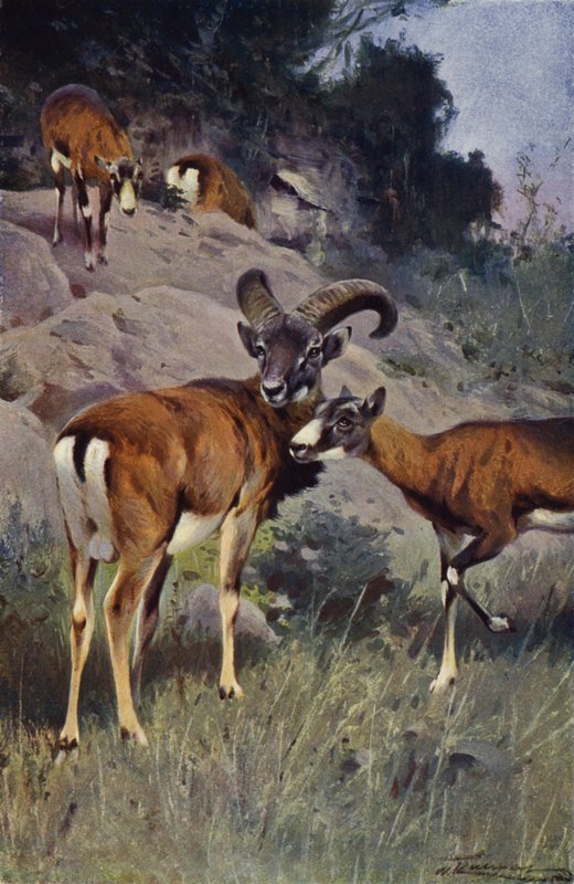 mouflon द्वारा विल्हेम कुह्नर्ट के बाद