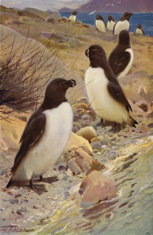 Razorbill द्वारा विल्हेम कुह्नर्ट के बाद