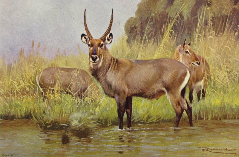 Waterbuck द्वारा विल्हेम कुह्नर्ट के बाद