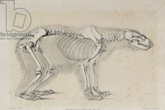 Waterhouse Hawkins after Waterhouse Hawkins after